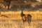 Majestic antelope in golden field
