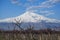 Majestic Ararat mount with a view on vineyards