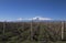 Majestic Ararat mounting with a view on vineyards.