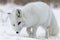 Majestic arctic fox gracefully strolling in the serene winter wonderland landscape