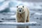 Majestic arctic scene Polar bear on icy terrain in Svalbard