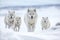 Majestic Arctic Wolves