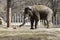 A majestic Asian elephant on a walk at the zoo.