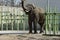 A majestic Asian elephant on a walk at the zoo. Kyiv. Ukraine.