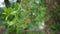 Majestic Asian Lawsonia inermis Heena tree with green buds and flowers. Mehandi leaves Used as herbal hair dye.