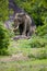 Majestic Asiatic elephant with long tusks near a rock in Yala national park. Beautiful wild elephant portrait photo