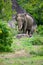 Majestic Asiatic elephant roaming free in Yala national park, Sri Lankan tusker elephant photo