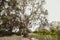 Majestic Australian gum tree in the bush on Australian creek bed