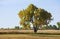 Majestic Autumn Cottonwood