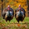 Majestic Autumn Display: Dominant Male Turkeys Competing for Love