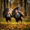 Majestic Autumn Display: Dominant Male Turkeys Competing for Love