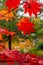 Majestic autumn . Leaf fall.   Oange and red leaves