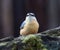 Majestic avian Nuthatch perched atop a rocky outcropping, gazing off into the distance