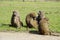 Majestic Baboons pack