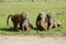 Majestic Baboons pack