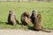 Majestic Baboons pack