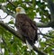 Majestic bald eagle