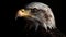 Majestic bald eagle, of American freedom generated by AI
