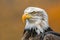 A majestic bald eagle close-up