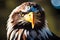 Majestic Bald Eagle Close-up Portrait. its intense gaze and vibrant yellow beak