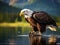 majestic bald eagle feasting on a freshly caught fish