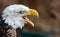 Majestic Bald Eagle with a fierce expression, its beak open wide
