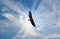 Majestic Bald Eagle Flying in the Clouds with sunrays