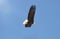 Majestic Bald Eagle Flying High In Bright Blue Sky