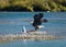 Majestic bald eagle flying in for its chum salmon catch on the Harrison River, Canada.