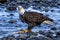 Majestic bald eagle with freshly caught fish.