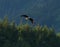 Majestic Bald Eagle in Haines Alaska  Haines is also called the Valley of the Bald Eagles