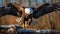 The majestic bald eagle how it soars and hunts in the sky