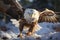 Majestic Bald Eagle Landing on Snowy Terrain at Sunset