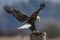 Majestic bald eagle landing on a wooden post.