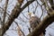 Majestic bald eagle perched atop a branch of a tree, gazing off into the distance