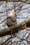 Majestic bald eagle perched atop a branch of a tree, gazing off into the distance