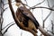 Majestic bald eagle perched atop a snow-dusted tree branch in a wintery forest setting