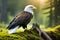 A majestic bald eagle perched on a moss-covered branch, surveying its forest domain