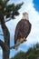 Majestic Bald Eagle Perched on Pine Tree