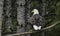 Majestic bald eagle perched on a tree branch, from behind