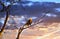 Majestic Bald Eagle perched on a tree branch in the sun against a beautiful sunset sky