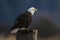 Majestic bald eagle perched on a wooden post.