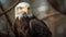 The majestic bald eagle perching on a branch, looking patriotic generated by AI