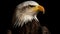 Majestic bald eagle perching, staring, sharp eyed generated by AI