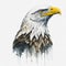 Majestic Bald Eagle Portrait