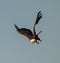 Majestic bald eagle soaring through the blue sky.