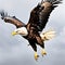 A majestic bald eagle swooping down from the sky.