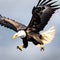 A majestic bald eagle swooping down from the sky.