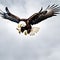 A majestic bald eagle swooping down from the sky.