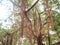 Majestic banyan Tree